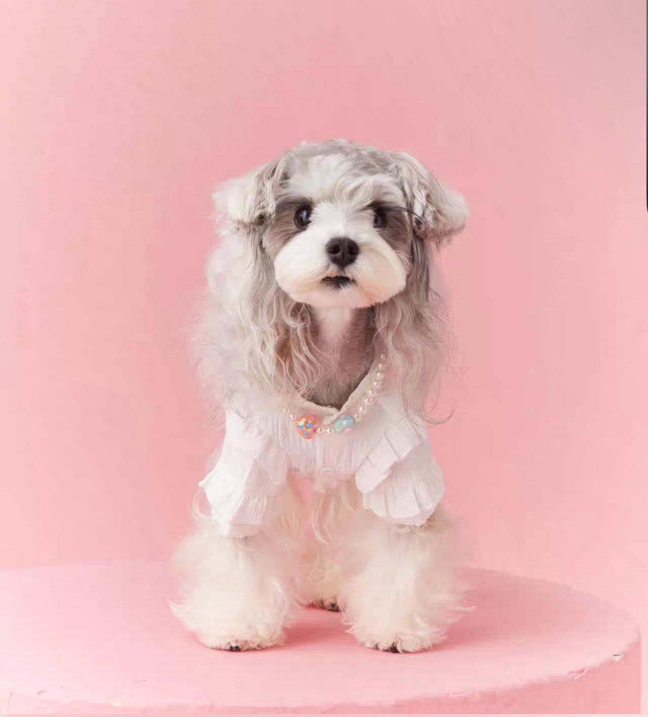 〜11kgまで|犬服|プリンセス風フリルワンピース