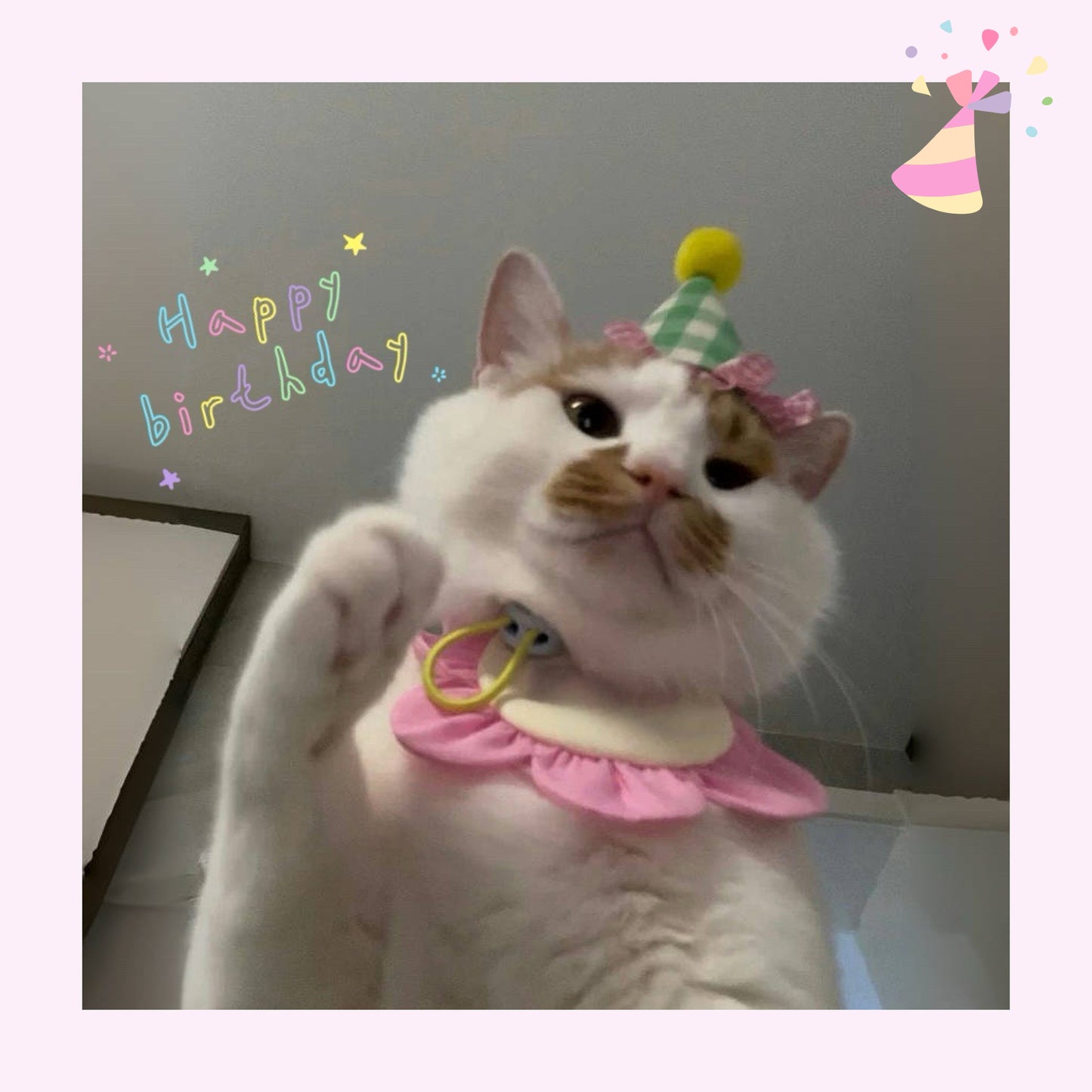 【犬用|猫用party hat🎉】現品限り 即発 パーティーハット 誕生日グッズ 誕生日準備 帽子 ペット クラウン 犬 わんこ 猫 うさぎ わんちゃん