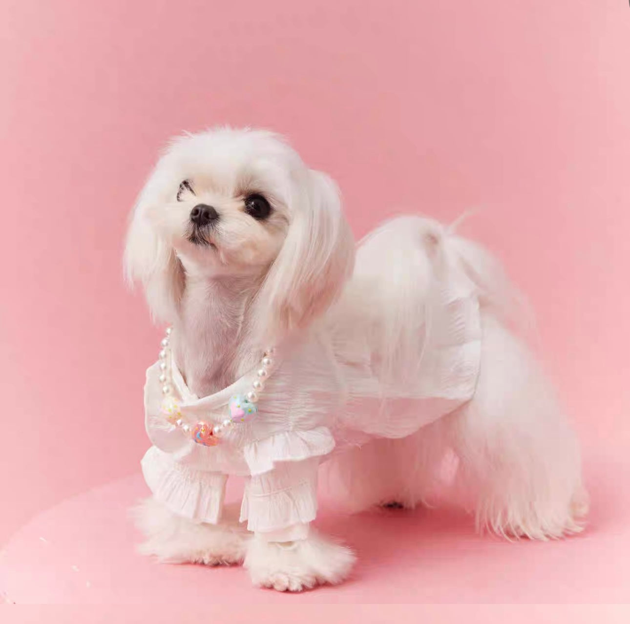 〜11kgまで|犬服|プリンセス風フリルワンピース