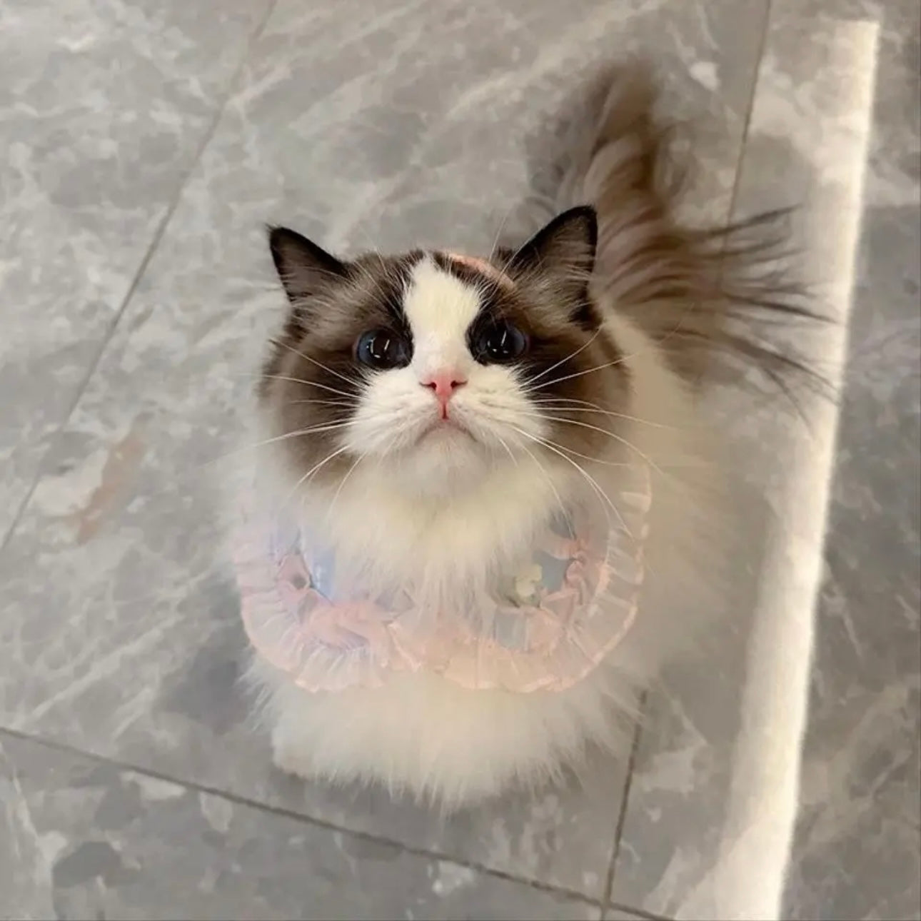 【夏🌷セール♪12%OFF】⭐︎BLUEつけ襟⭐︎犬猫用つけ襟 犬スタイ 犬猫用スタイ ペットスタイ よだれかけ ビブ
