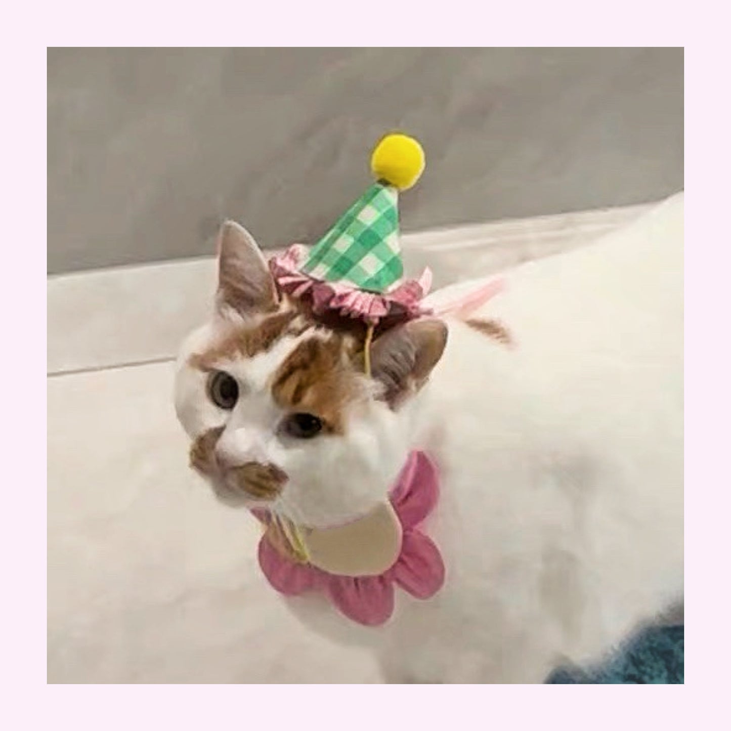 【犬用|猫用party hat🎉】現品限り 即発 パーティーハット 誕生日グッズ 誕生日準備 帽子 ペット クラウン 犬 わんこ 猫 うさぎ わんちゃん