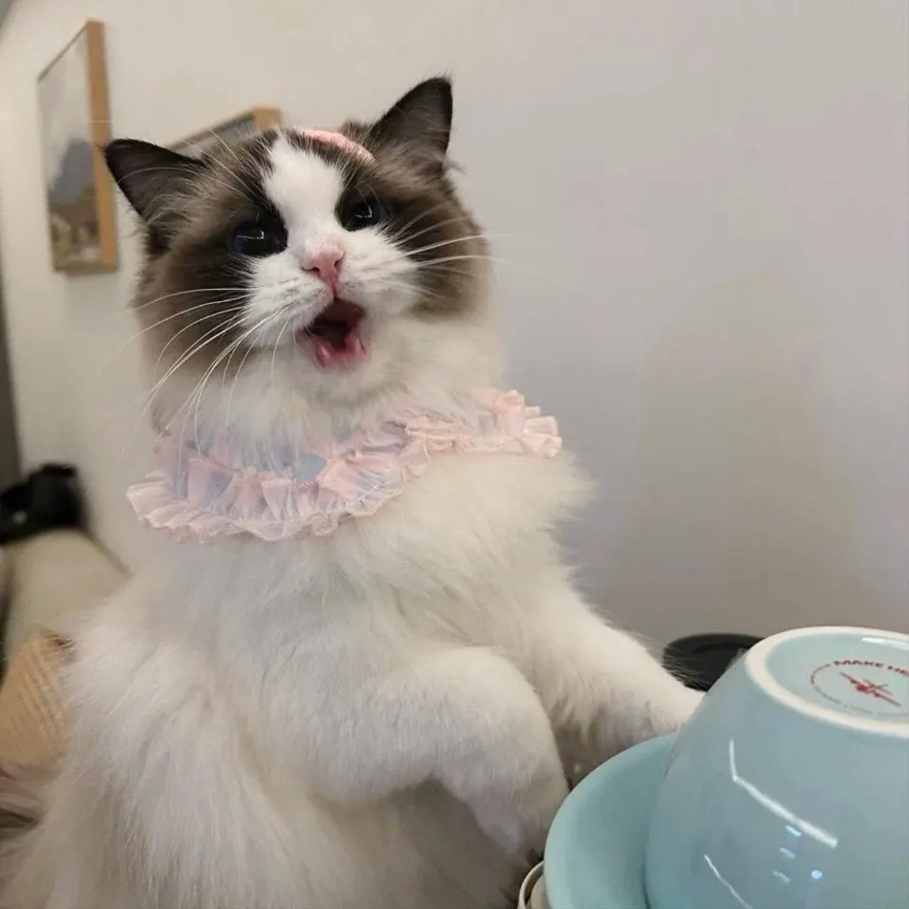 【夏🌷セール♪12%OFF】⭐︎BLUEつけ襟⭐︎犬猫用つけ襟 犬スタイ 犬猫用スタイ ペットスタイ よだれかけ ビブ