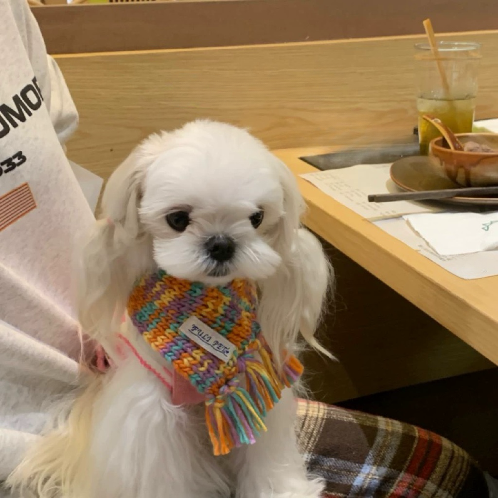 【予約終了】橙|緑 ニットマフラー🧣