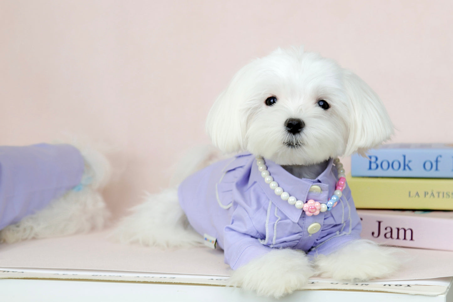 〜7.5kgまで犬服|紳士ワイシャツ フリルブラウス