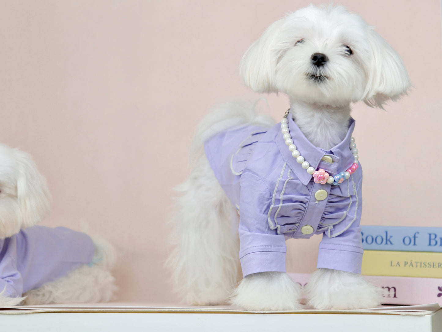 〜7.5kgまで犬服|紳士ワイシャツ フリルブラウス