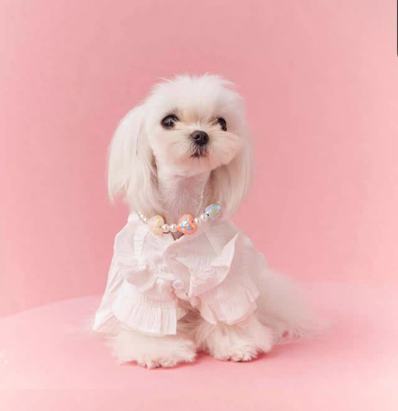 〜11kgまで|犬服|プリンセス風フリルワンピース