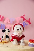 〜11kgまで|犬服|「セーラースタイル」サロペットスカート(帽子付き)❤