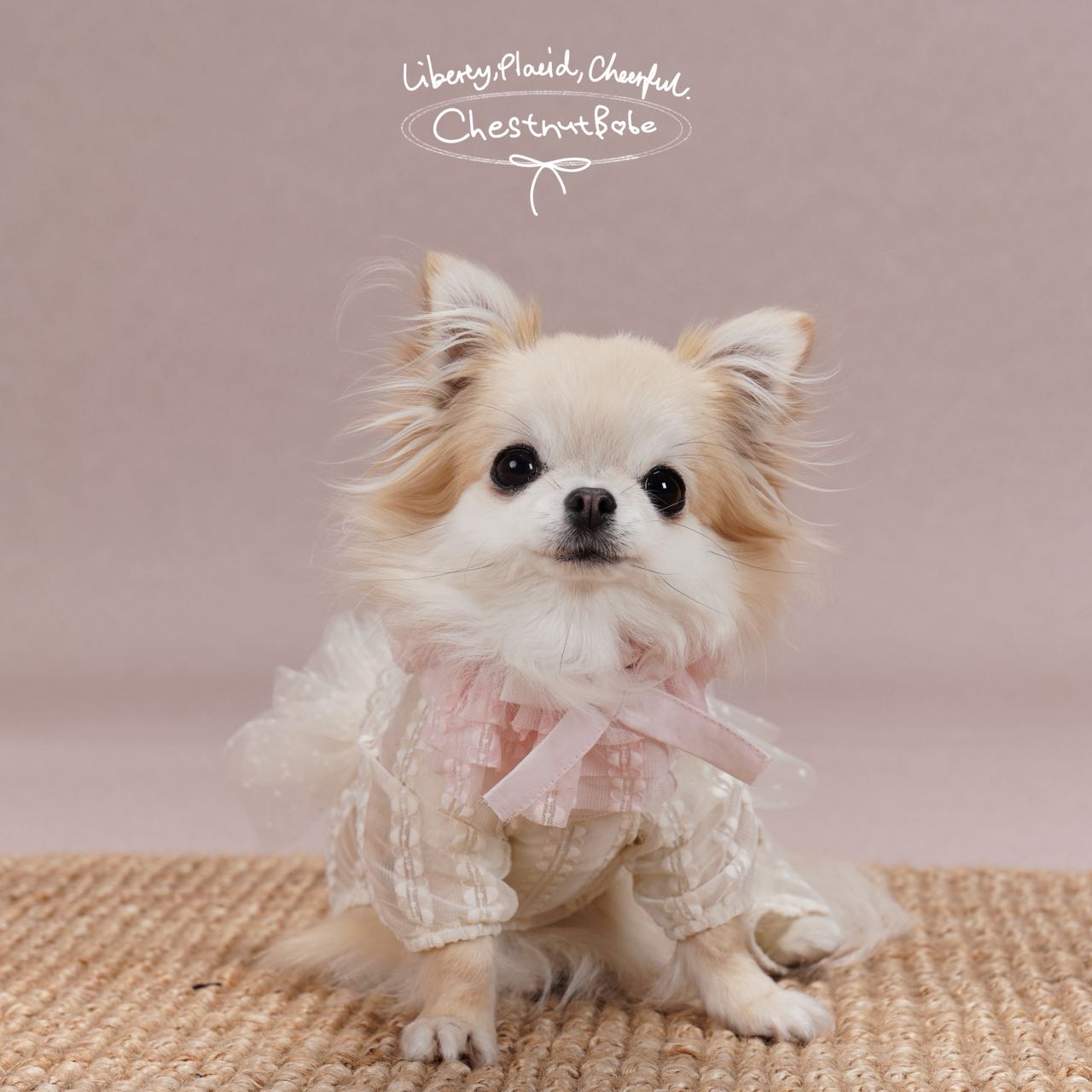 【予約販売商品】Hazy犬用ビブ（保冷剤ポケット）
